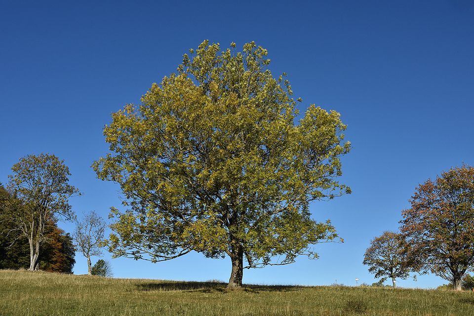 Esche (Fraxinus excelsior) Baum
