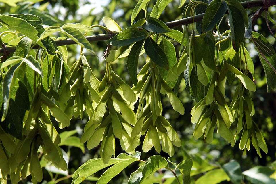 Esche (Fraxinus excelsior) Blätter