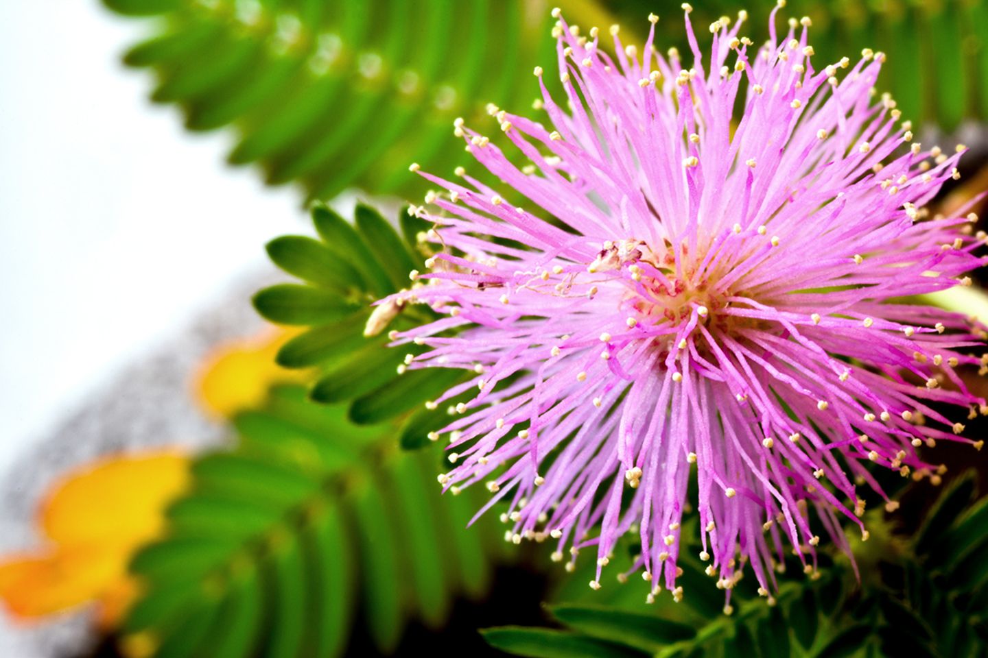 Mimose (Mimosa pudica) Blüte