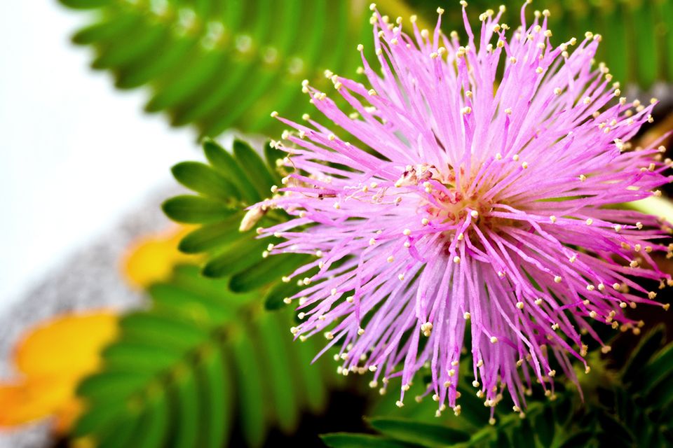 Mimose (Mimosa pudica) Blüte