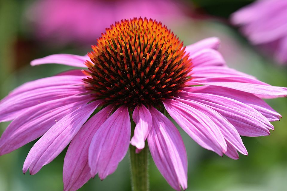 Purpurroter Scheinsonnenhut (Echinacea purpurea) Bild 12 [SCHÖNER