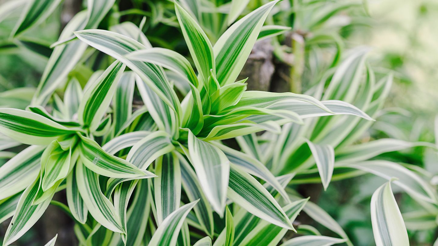 calathea zebrina Calathea zebrina Houseplants - Zebra Plant | Hortology