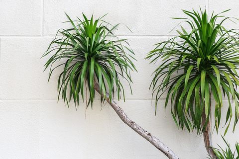 Drachenbaum Arten und Pflege [SCHÖNER WOHNEN]