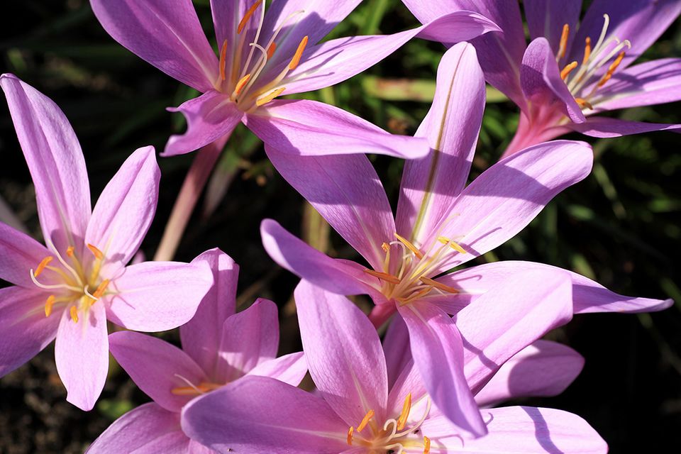 Herbstzeitlose (Colchicum autumnale)