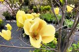Magnolia acuminata var. subcordata x heptepeta