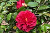 Camellia japonica ‘Tom Knudsen‘