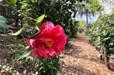 Camellia japonica ‘Eleanor Martin Supreme‘