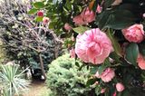 Camellia japonica ‘Bicolor‘