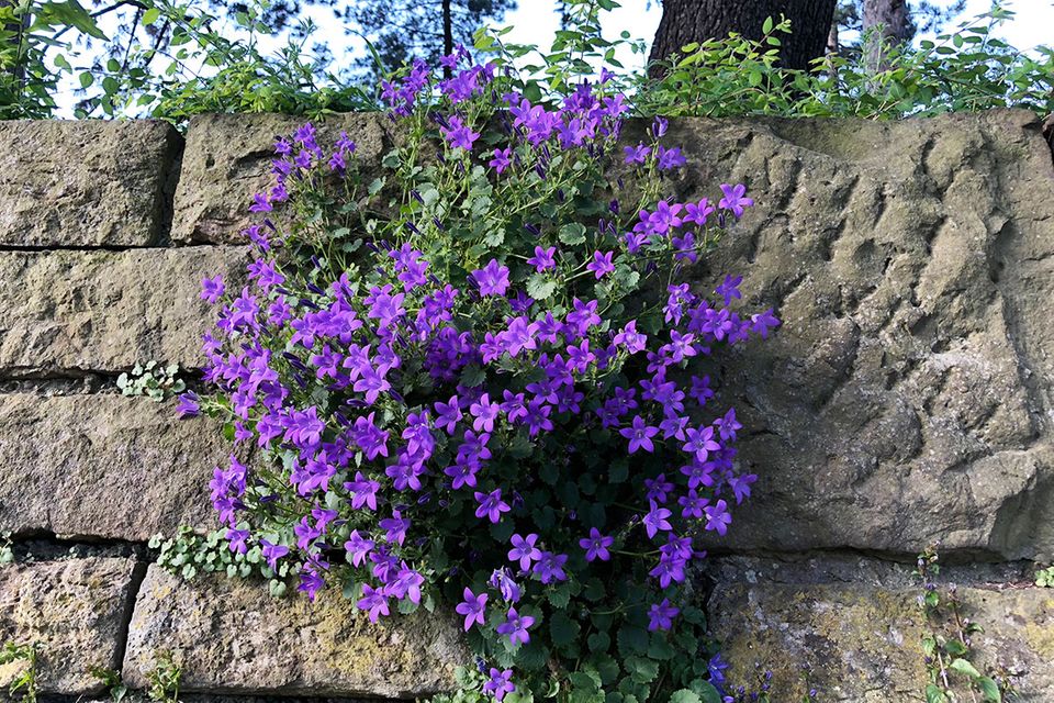 Glockenblume, Campanula: pflanzen, vermehren, pflegen - [SCHNER WOHNEN]