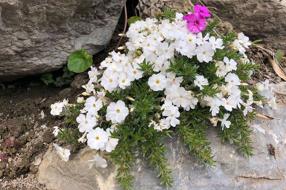 Phlox pflanzen, pflegen, schneiden - [SCHNER WOHNEN]