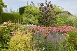 Beet in Great Dixter