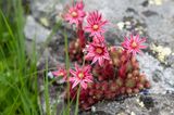 Südtirol: Pustertal, Blütenzauber