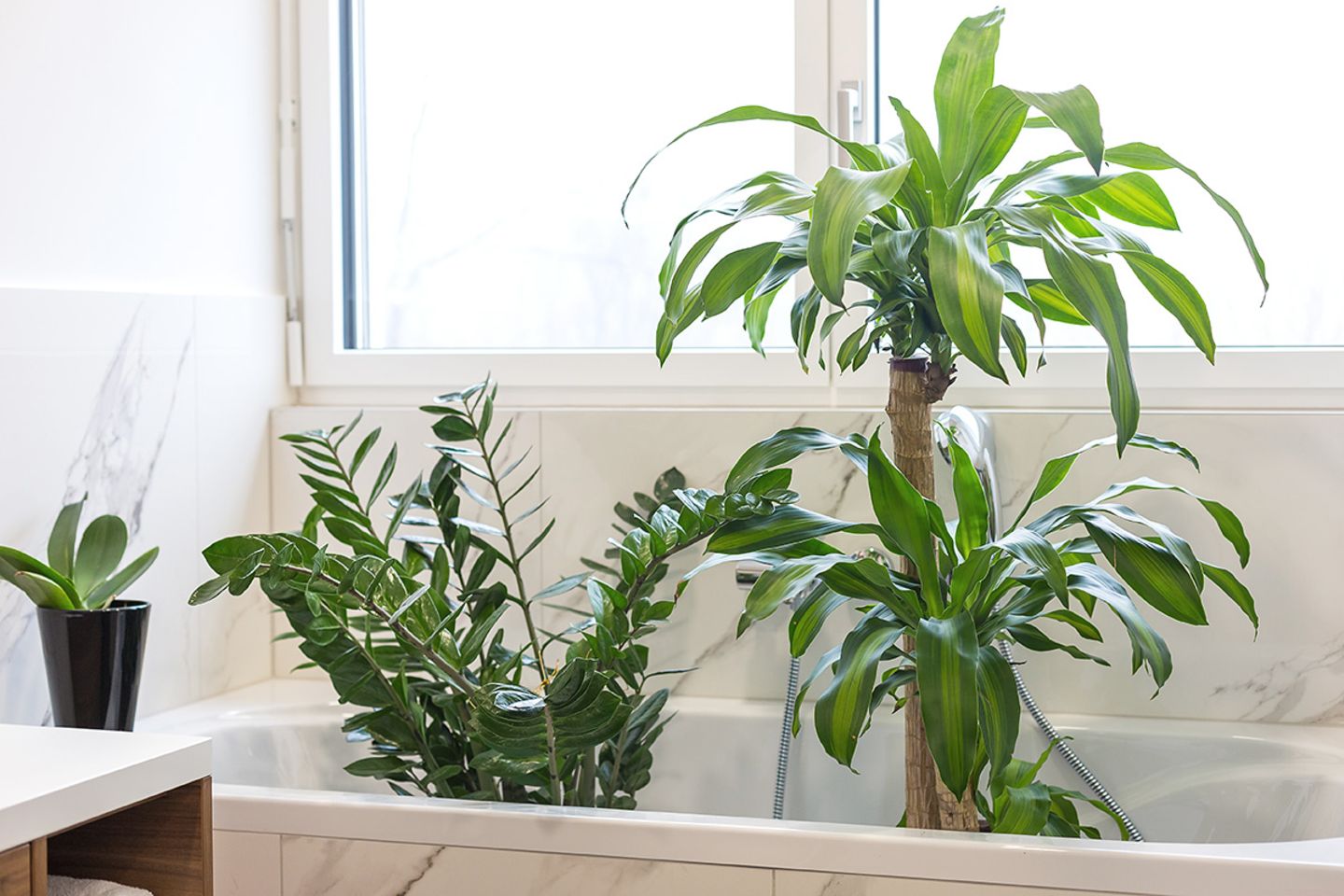 Blumen und Pflanzen im Urlaub bewässern: Zimmerpflanzen in der Badewanne
