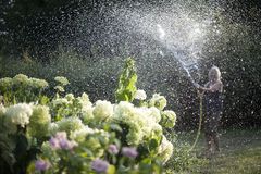 Pflanzen bei Sommerhitze: morgens gießen