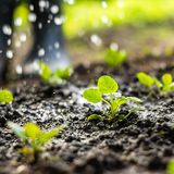 Blumenerde im Backofen sterilisieren [SCHÖNER WOHNEN]