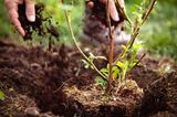 Pflanzen bei Sommerhitze: Boden verbessern