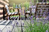 Pflanzen bei Sommerhitze: Lavendel und mediterrane Pflanzen