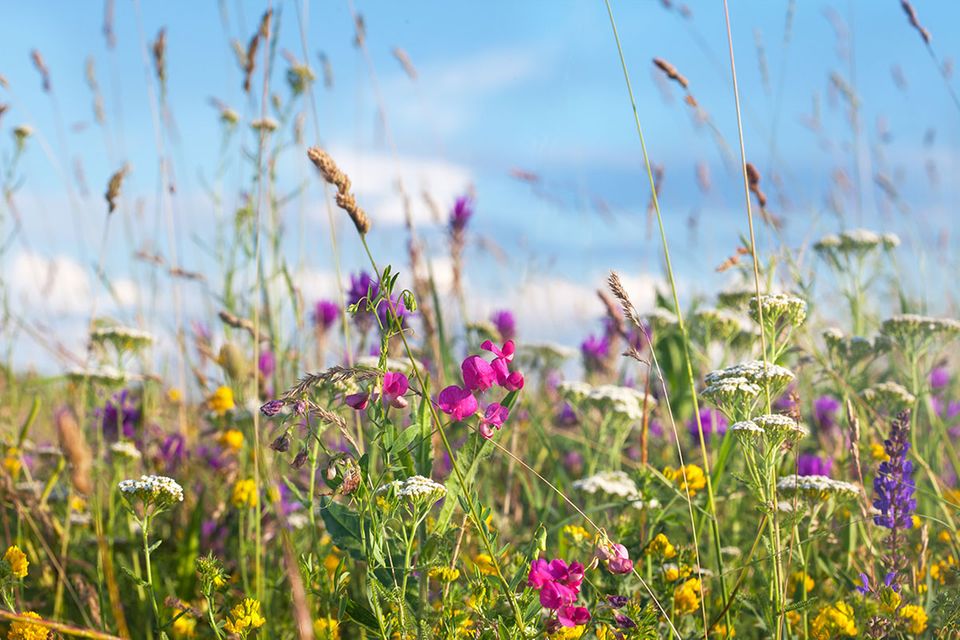 Blumenwiese anlegen: Tipps fr einen blhenden Garten - [SCHNER WOHNEN]