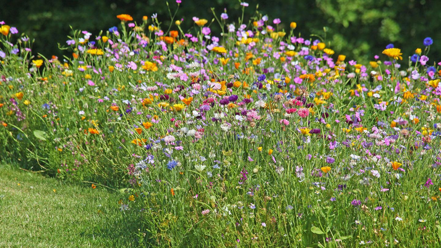 Blumenwiese anlegen: Tipps für einen blühenden Garten - [SCHÖNER WOHNEN]