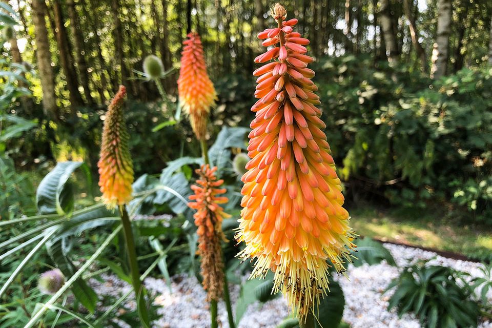 Fackellilie (Kniphofia)