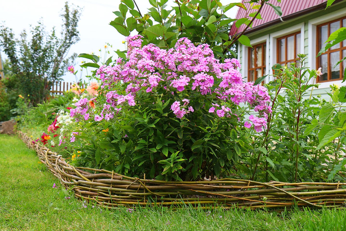 Phlox pflanzen, pflegen, schneiden - [SCHNER WOHNEN]