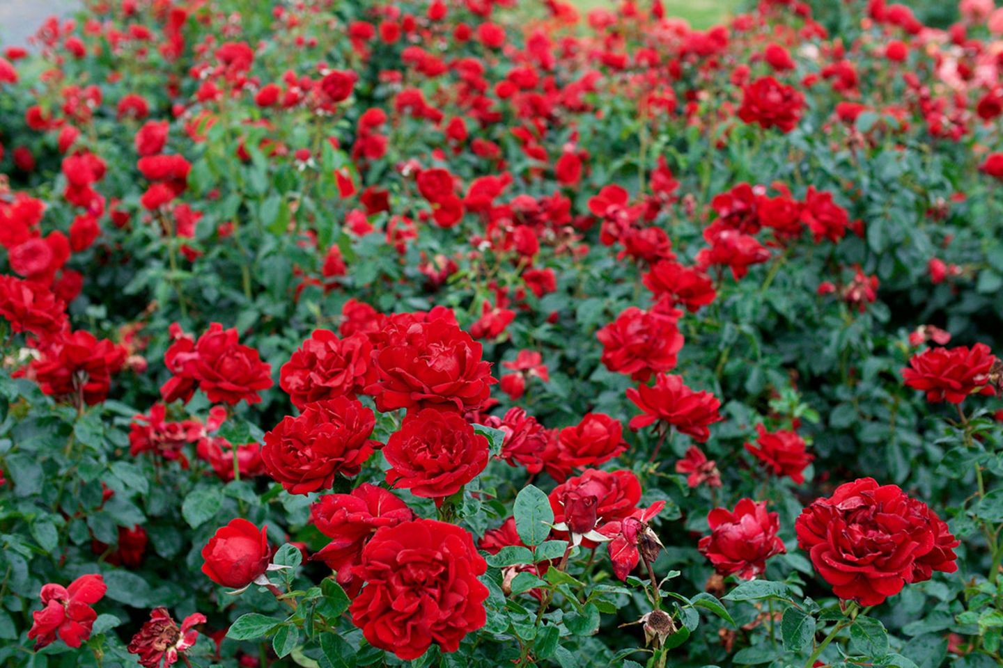 Gartenreportage: Rote Rosen - Bild 12