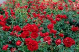 Rote Rose ‘Jugendliebe‘