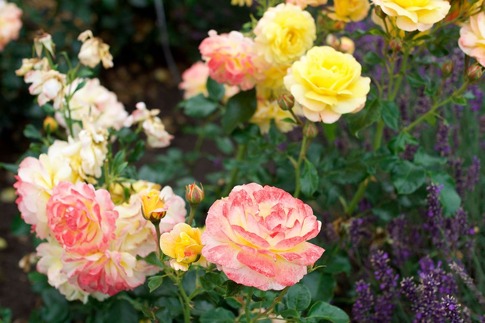 Gartenreportage: Gelbe Rose - Bild 17 - [SCHÖNER WOHNEN]