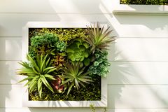 Vertikaler Garten