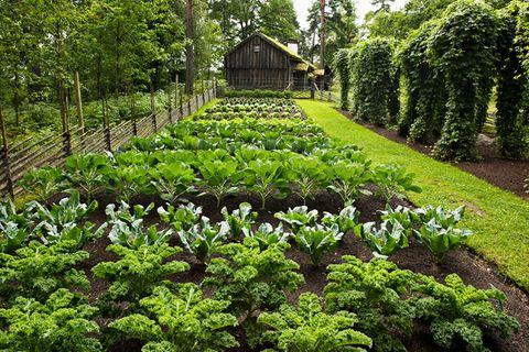 Gemüse anbauen im Garten so klappt's [SCHÖNER WOHNEN]