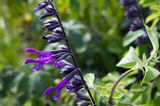 Ziersalbei Salvia amistad