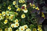 Schmetterlinge an Staudensonnenblume