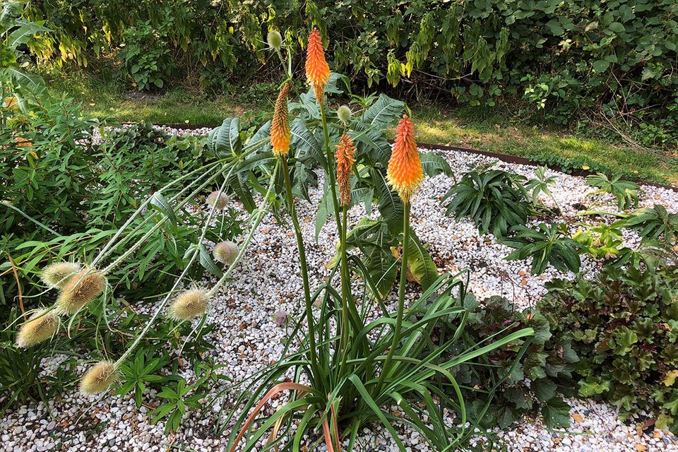 anmutige schöne die Flammenlilie ! eine sehr beliebte Zimmerpflanze 