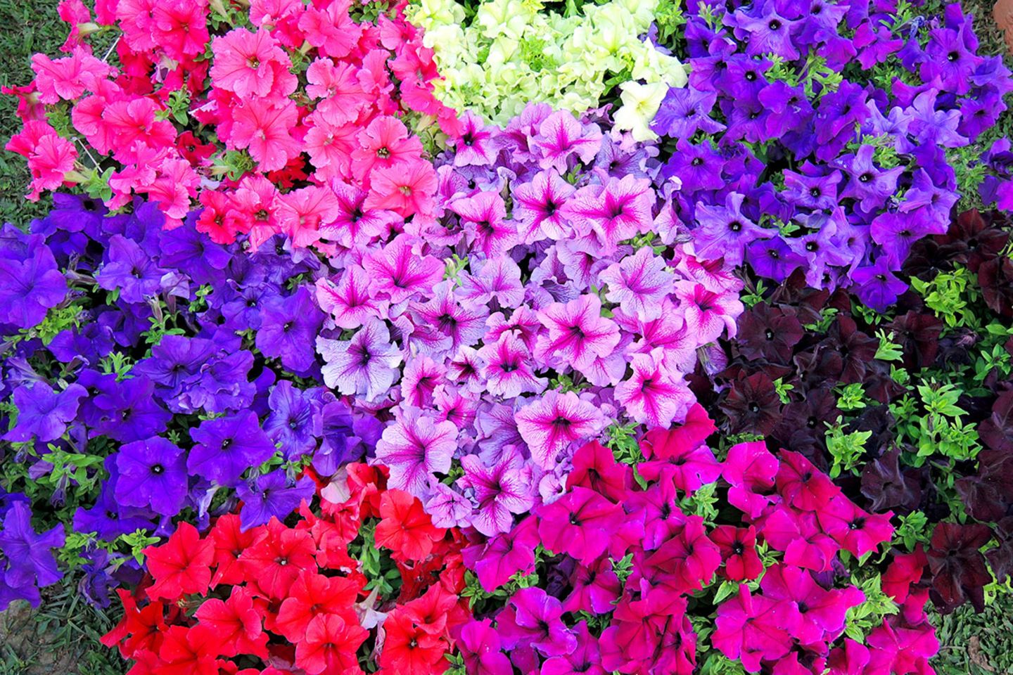 bambus fargesia düngen Bambus Dünger Flora Boost für gesunde und prächtige Bambuspflanzen main image 0