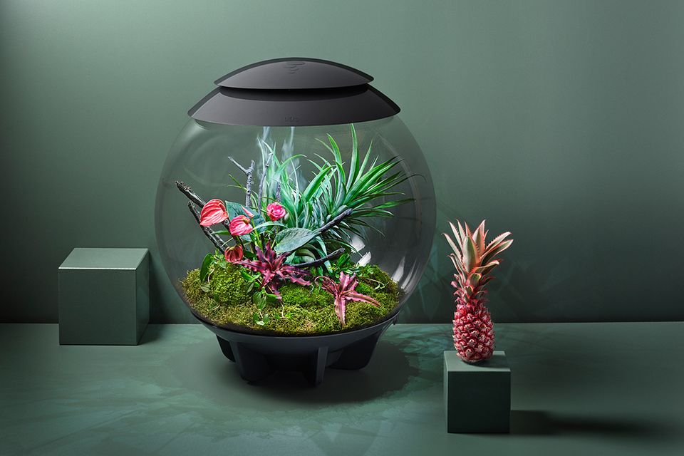 Sonderstellung für exotische, tropische Pflanzen Terrarium "biOrb Air"