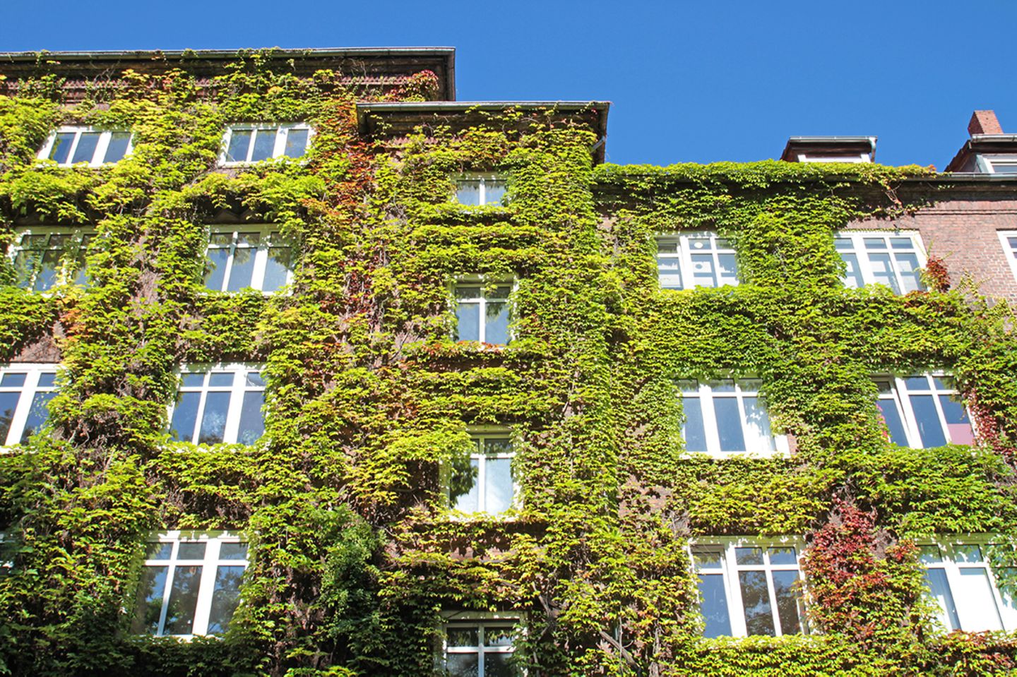 Grüne Fassaden