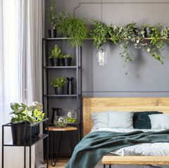 picture of philodendron Philodendron Brasil Hanging Basket: Unique Hanging Vine & Variegated P –  Altman Plants main image 0