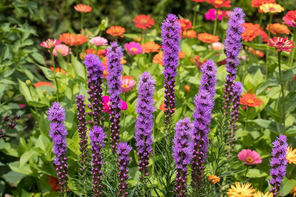 Herbstblumen die 40 schönsten Herbstblüten [SCHÖNER WOHNEN]