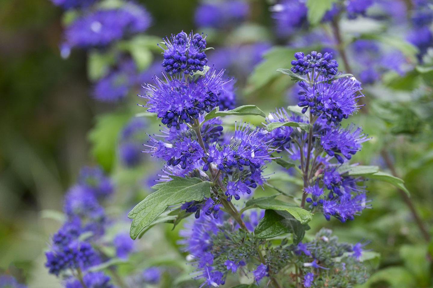 Blaue Herbstblumen: Bartblume (Caryopteris x clandonensis) - [SCHNER  WOHNEN]