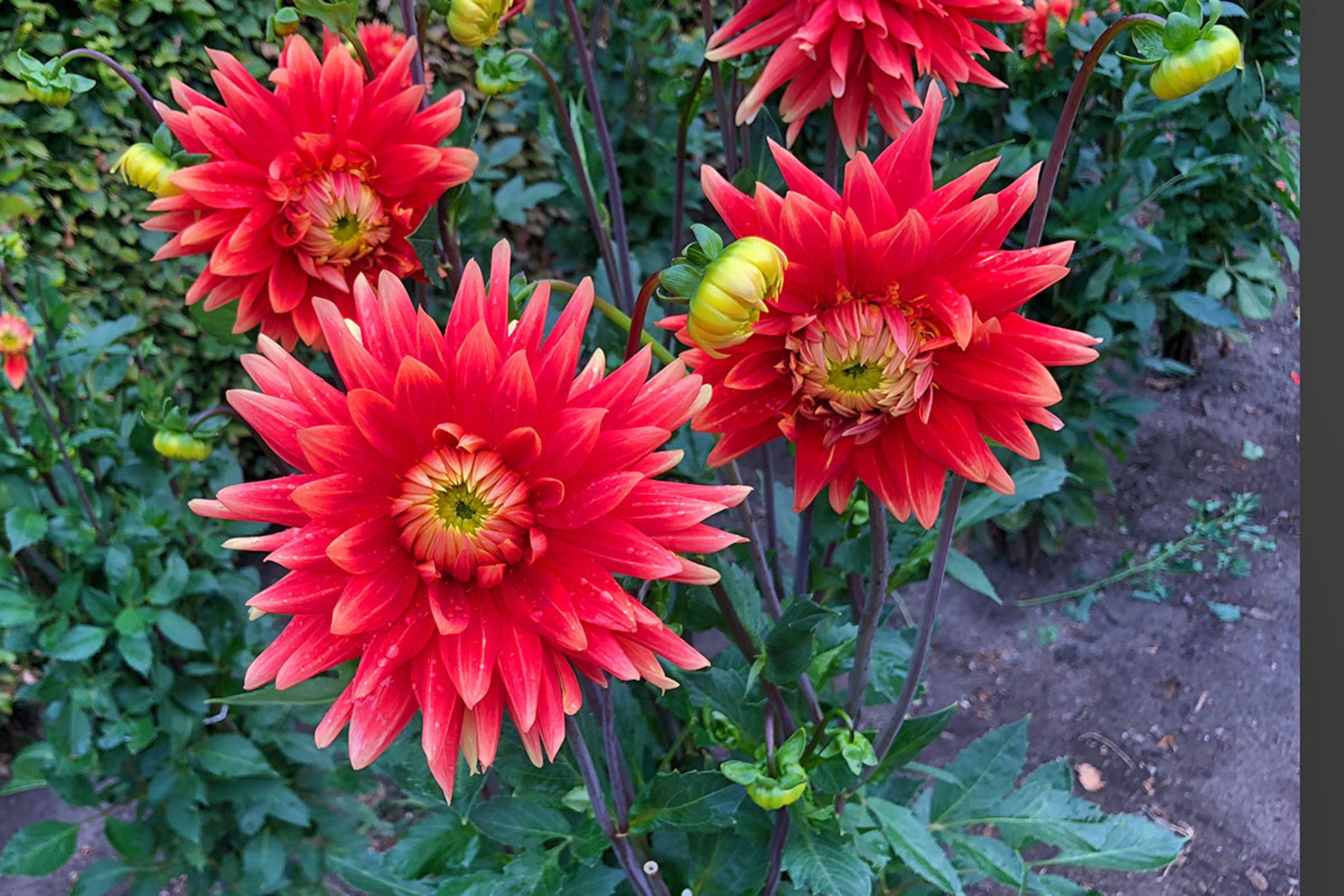Rote Herbstblumen: Dahlien (Dahlia spec.) - [SCHÖNER WOHNEN]