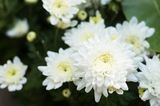 Weiße Chrysanthemen