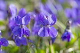 Viola odorata - Duftveilchen