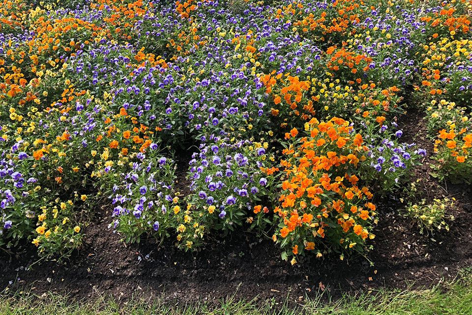 lavendel zimmerpflanze kaufen Lavendel „Lasse“ – Lavendelpflanze in Gärtnerqualität kaufen main image 1