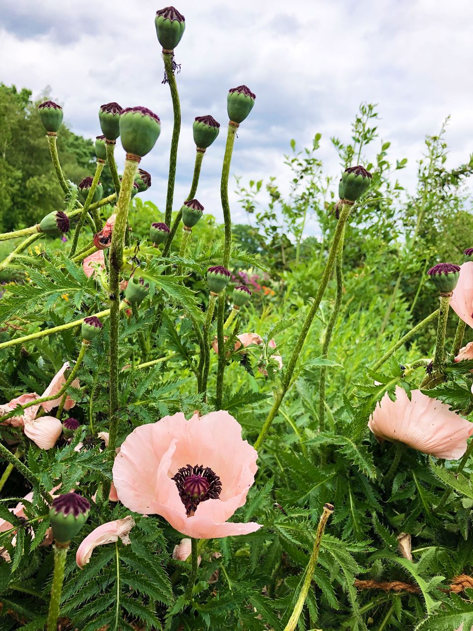 Mohnblume: aussen, pflanzen, vermehren - [SCHNER WOHNEN]