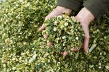 Garten winterfest machen: Schnittgut häckseln und zum Mulchen benutzen
