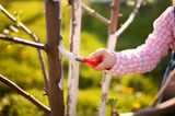 Garten winterfest machen: Kalkanstrich für Obstbäume