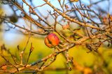 Garten winterfest machen: Fruchtmumien entfernen