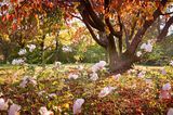Garten winterfest machen: Rosen mit Laub anhäufeln