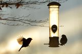 Garten winterfest machen: Vögel füttern