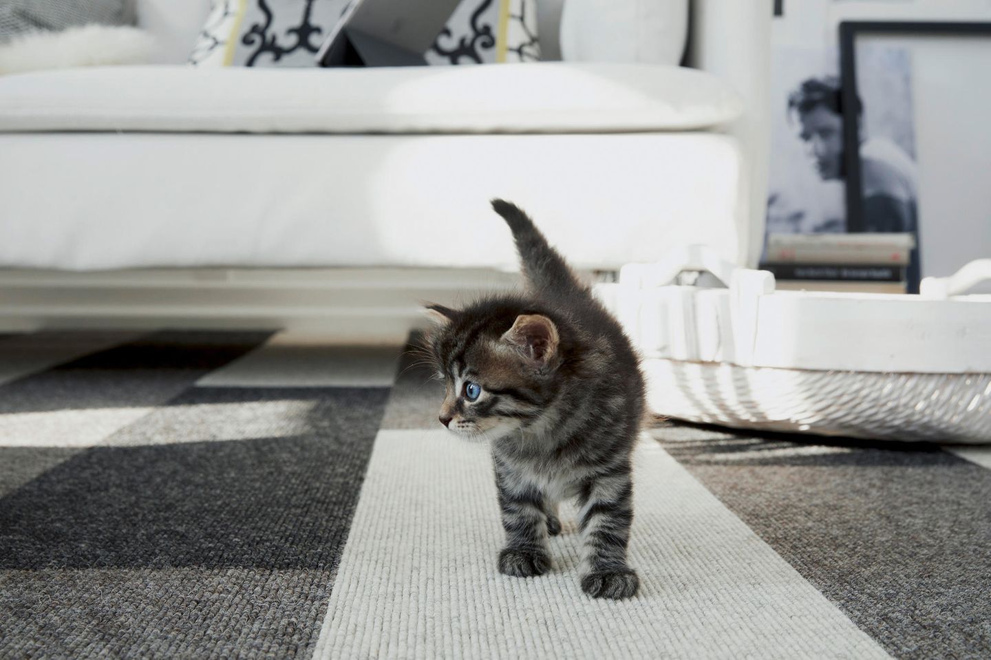 Teppich für Katzen